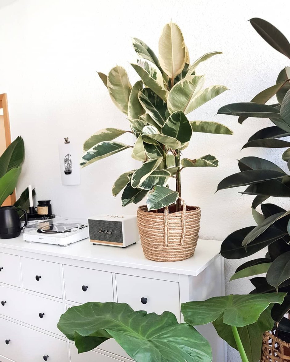 Indoor Plants for sale