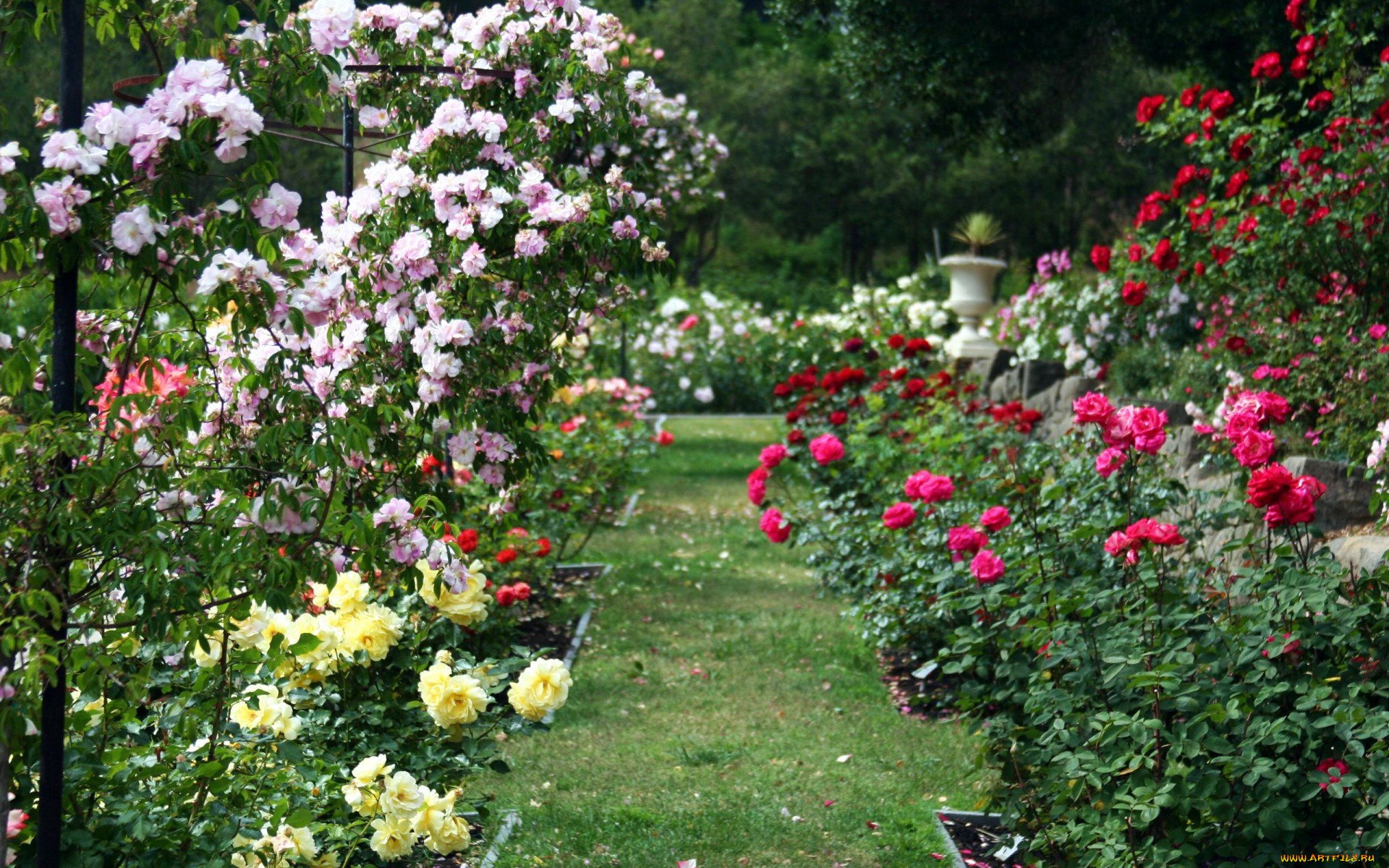 английские розы в ландшафтном дизайне фото