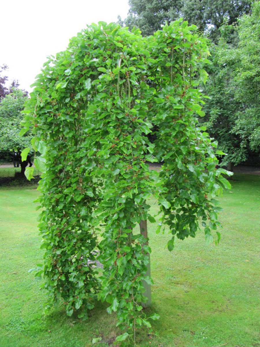 Катальпа бигнониевидная (Catalpa bignonioides)