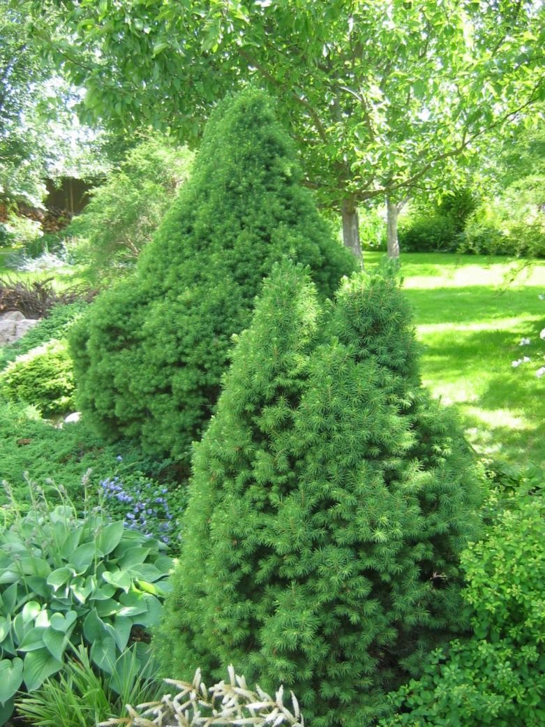 Dwarf Alberta Spruce