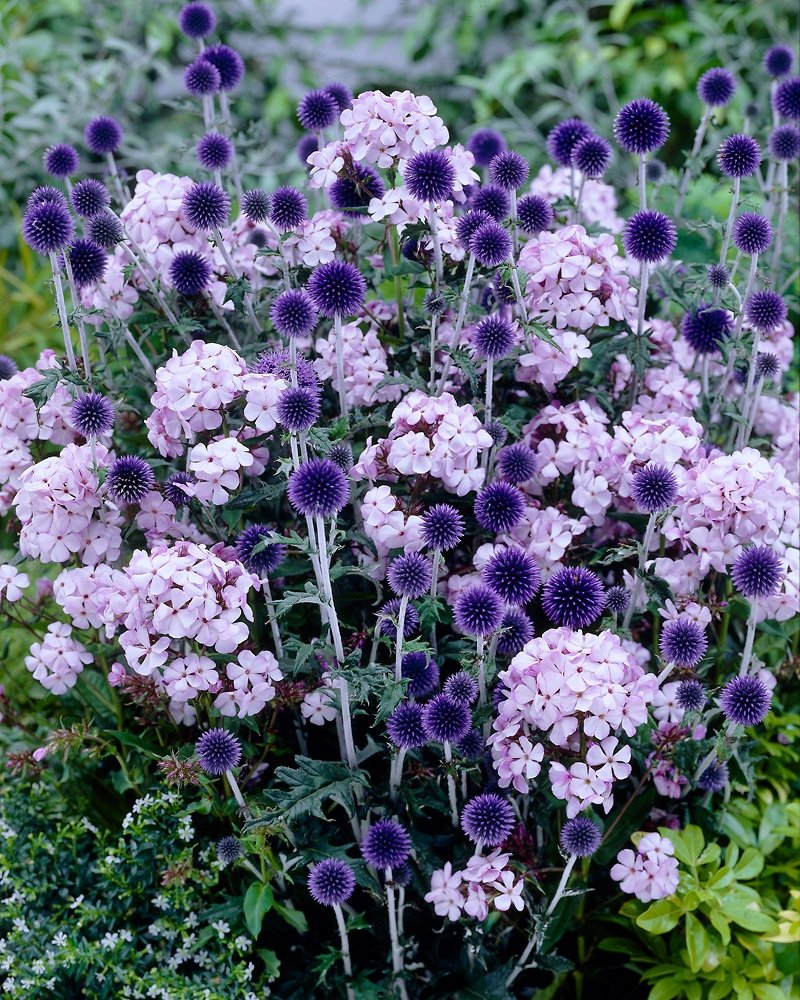 Синеголовник Eryngium alpinum