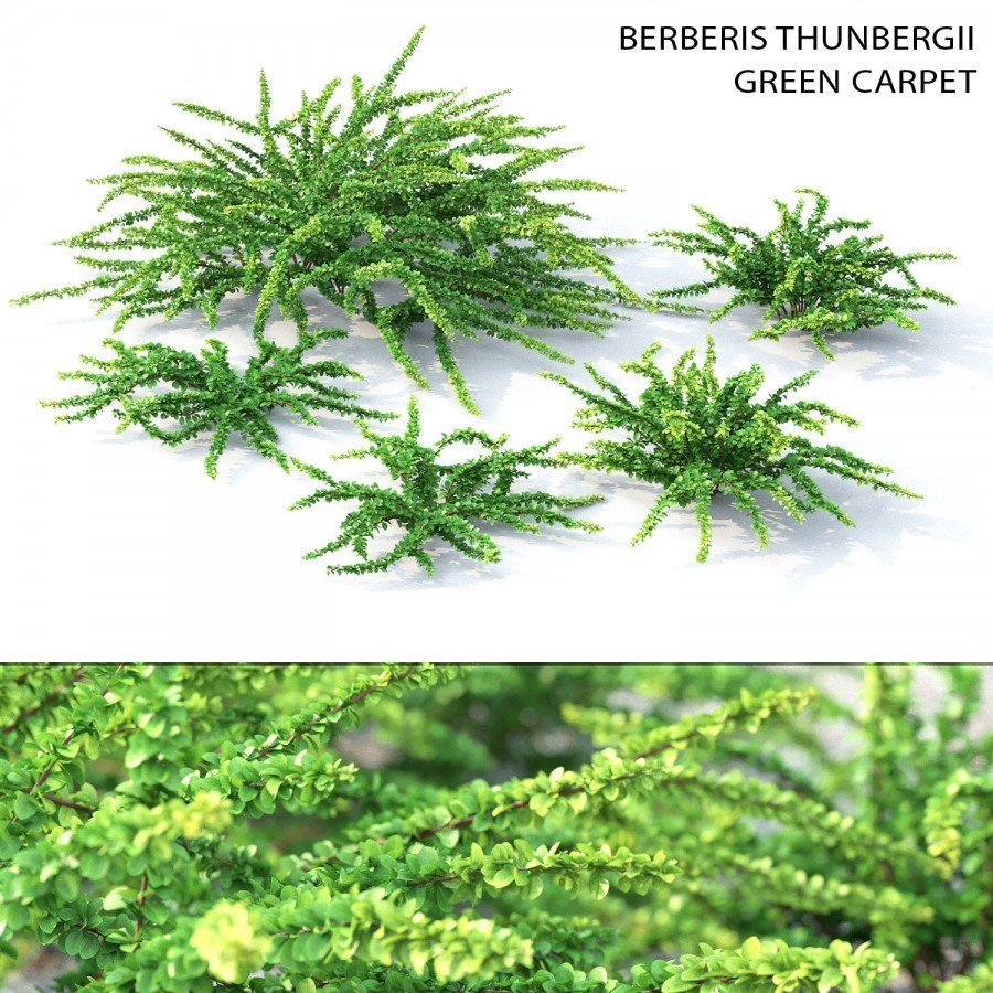 Барбарис Тунберга Berberis thunbergii "Green Carpet"
