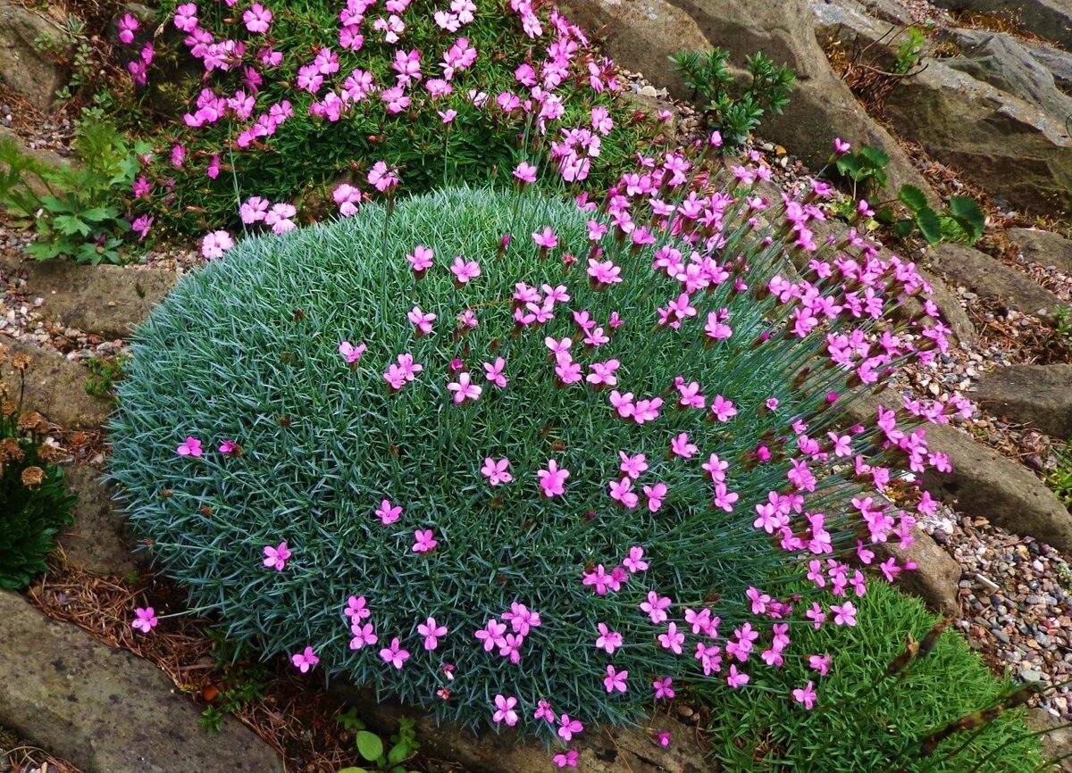 Гвоздика садовая многолетняя фото в ландшафтном дизайне фото
