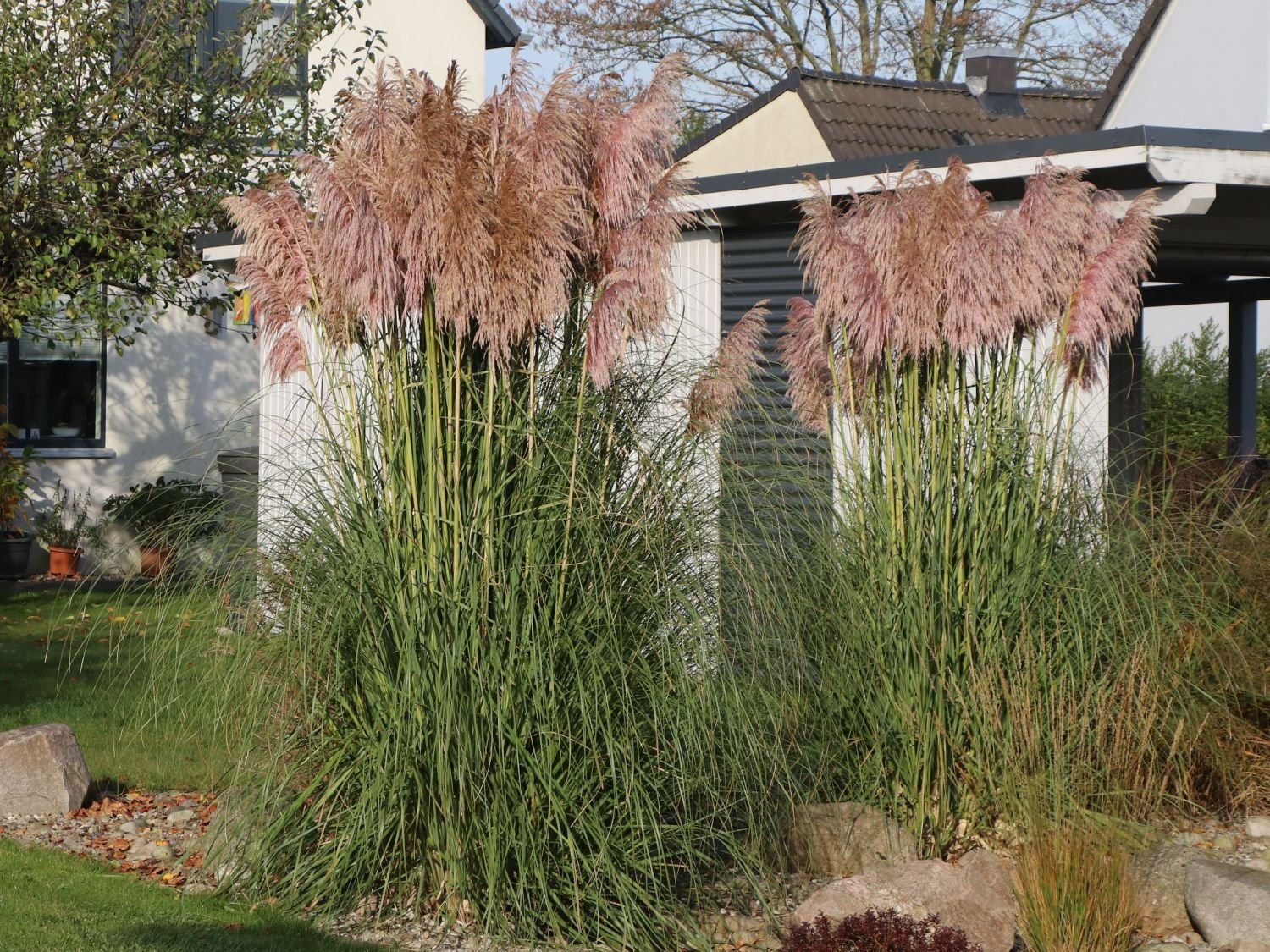 Фото пампасная трава в ландшафтном дизайне сада