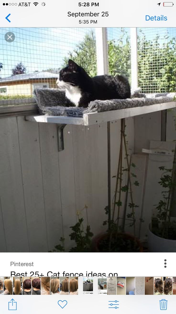 полка для кошки на балконе