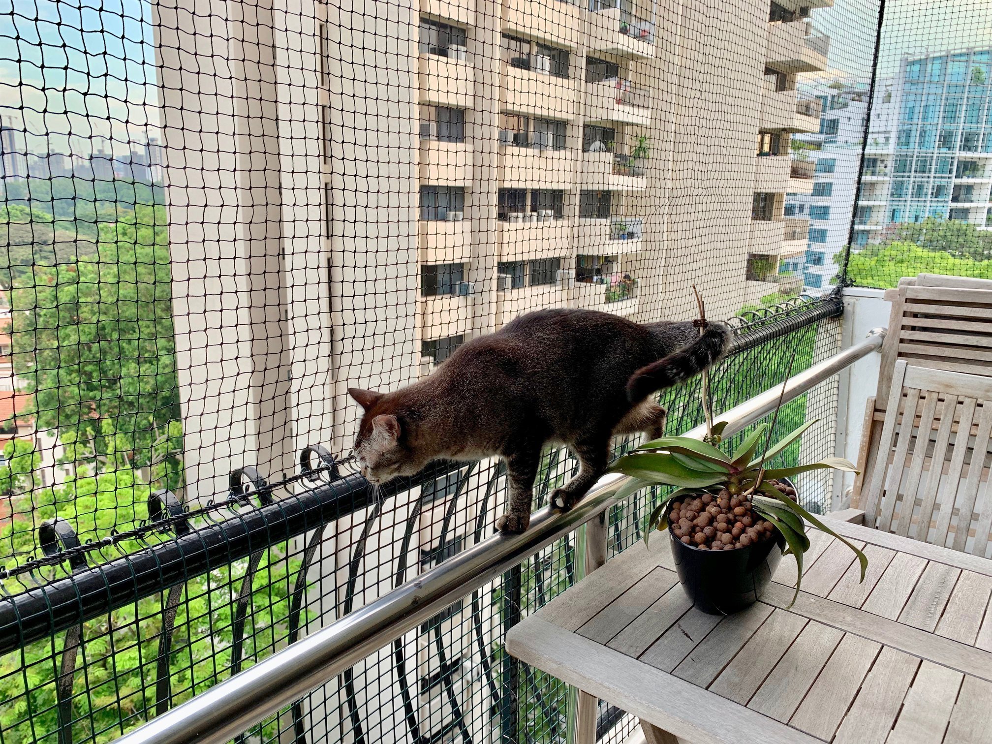 Кошачий балкон. Клетка антикошка. Кошачий балкон антикошка. Сетка антикошка. Сетка антикошка кошачий балкон.