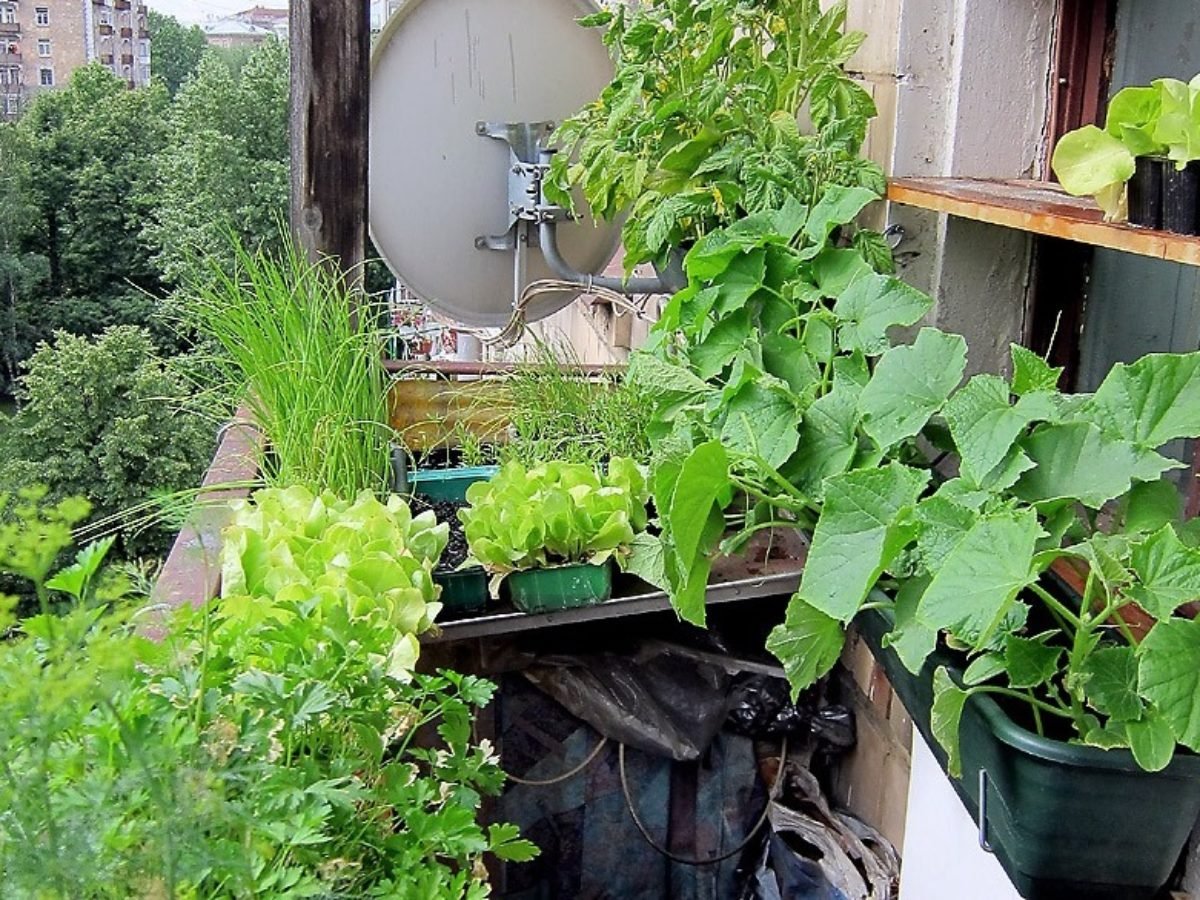 Что можно посадить на балконе. Огород на лоджии. Овощи на балконе. Бал овощей. Мини огород на лоджии.