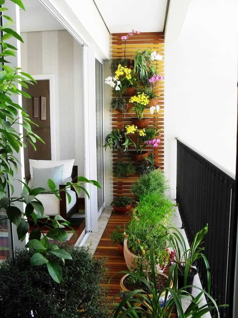 Комнатные растения Климатис