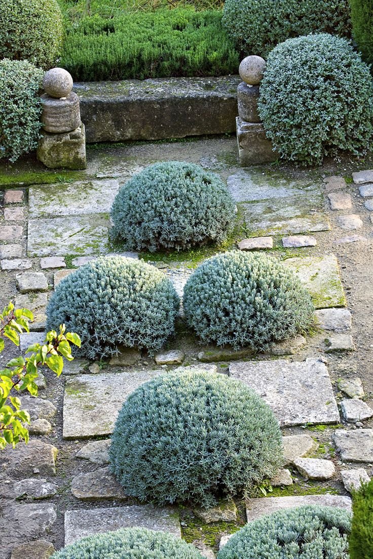 Полынь пурша (Artemisia purshiana)