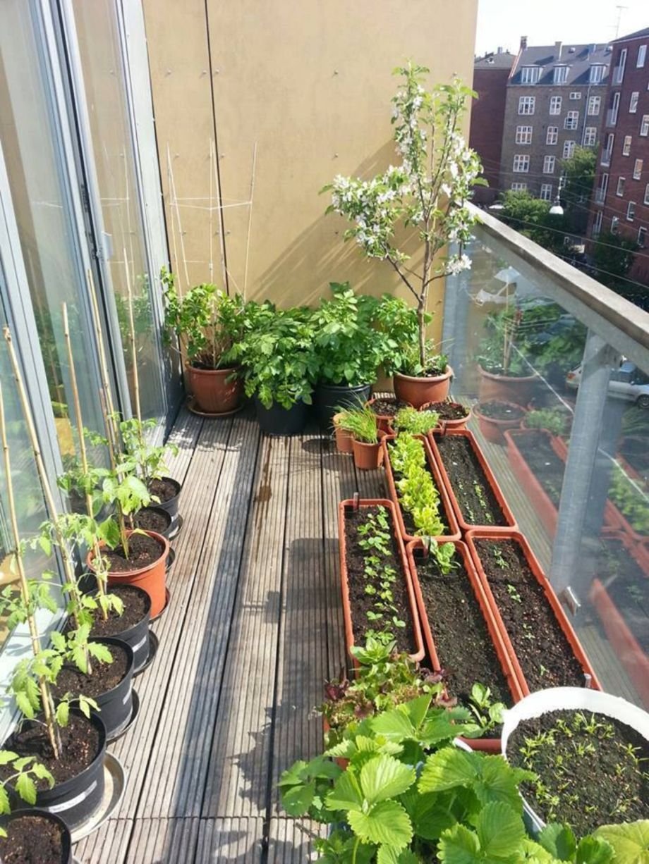 Огородик на балконе