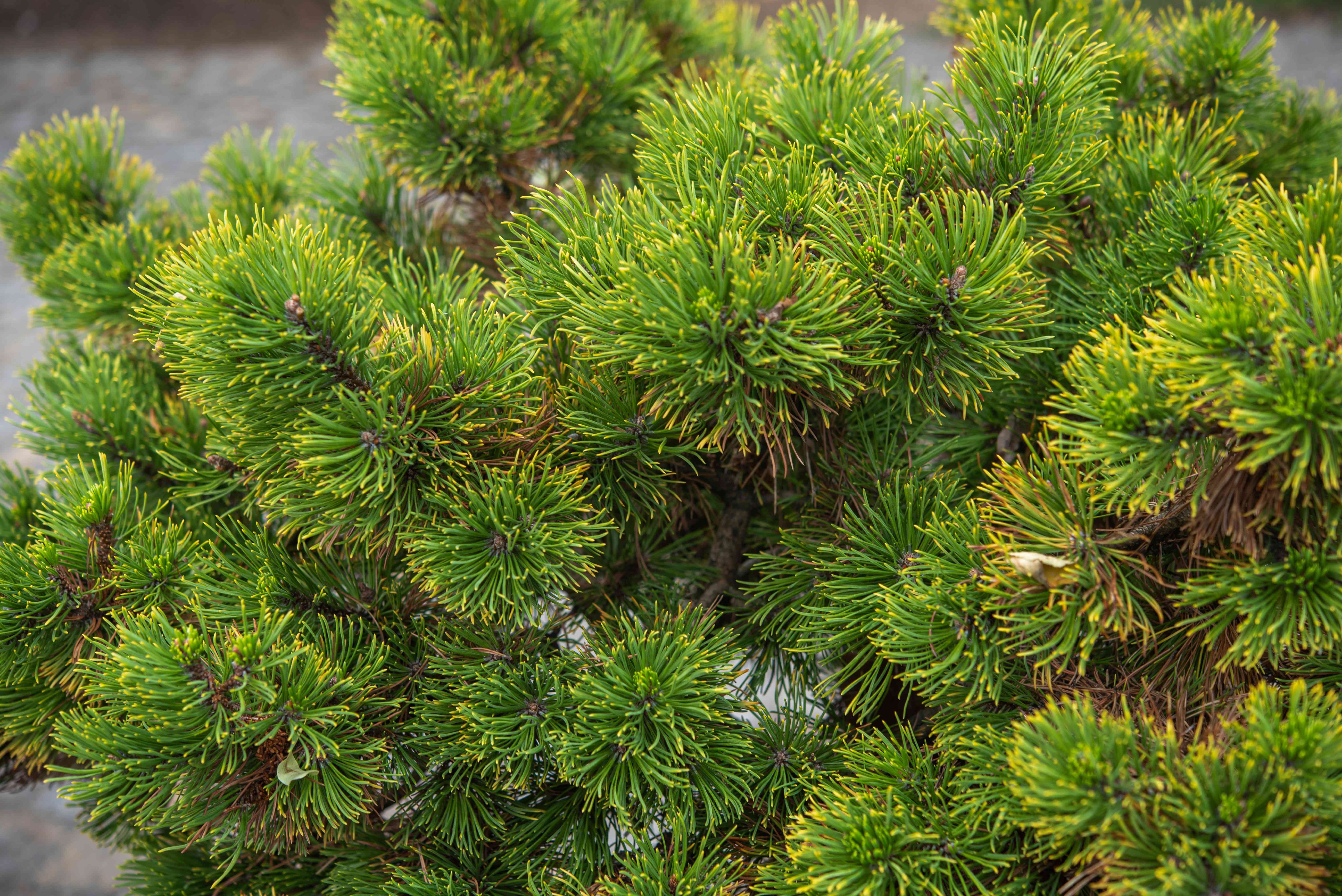 Карликовые хвойные. Сосна Муго Гном. Pinus mugo rysy. Pinus mugo Gerringong. Pinus mugo kouty.