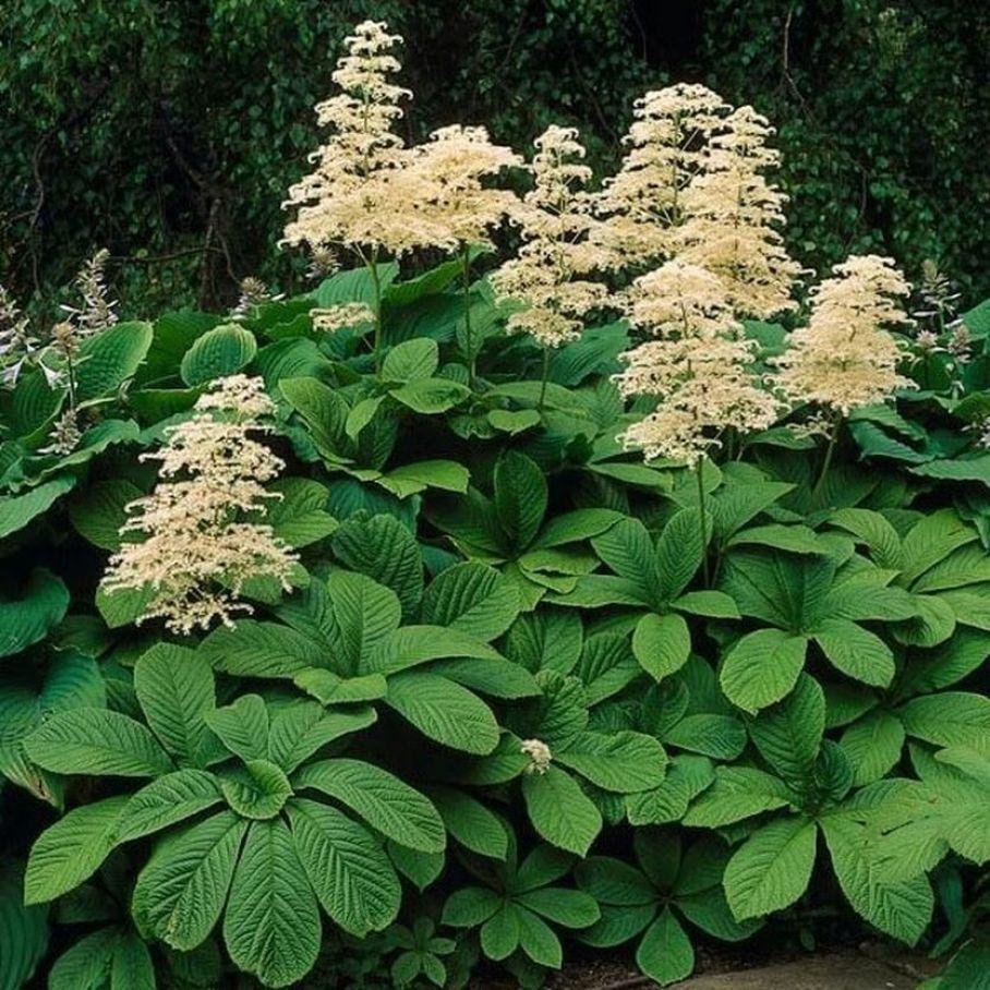 Роджерсия pinnata