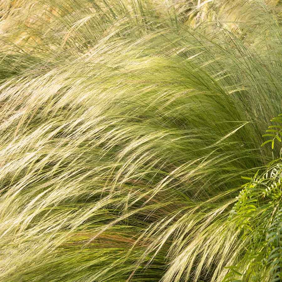 Ковыль тончайший (Stipa tenuissima)