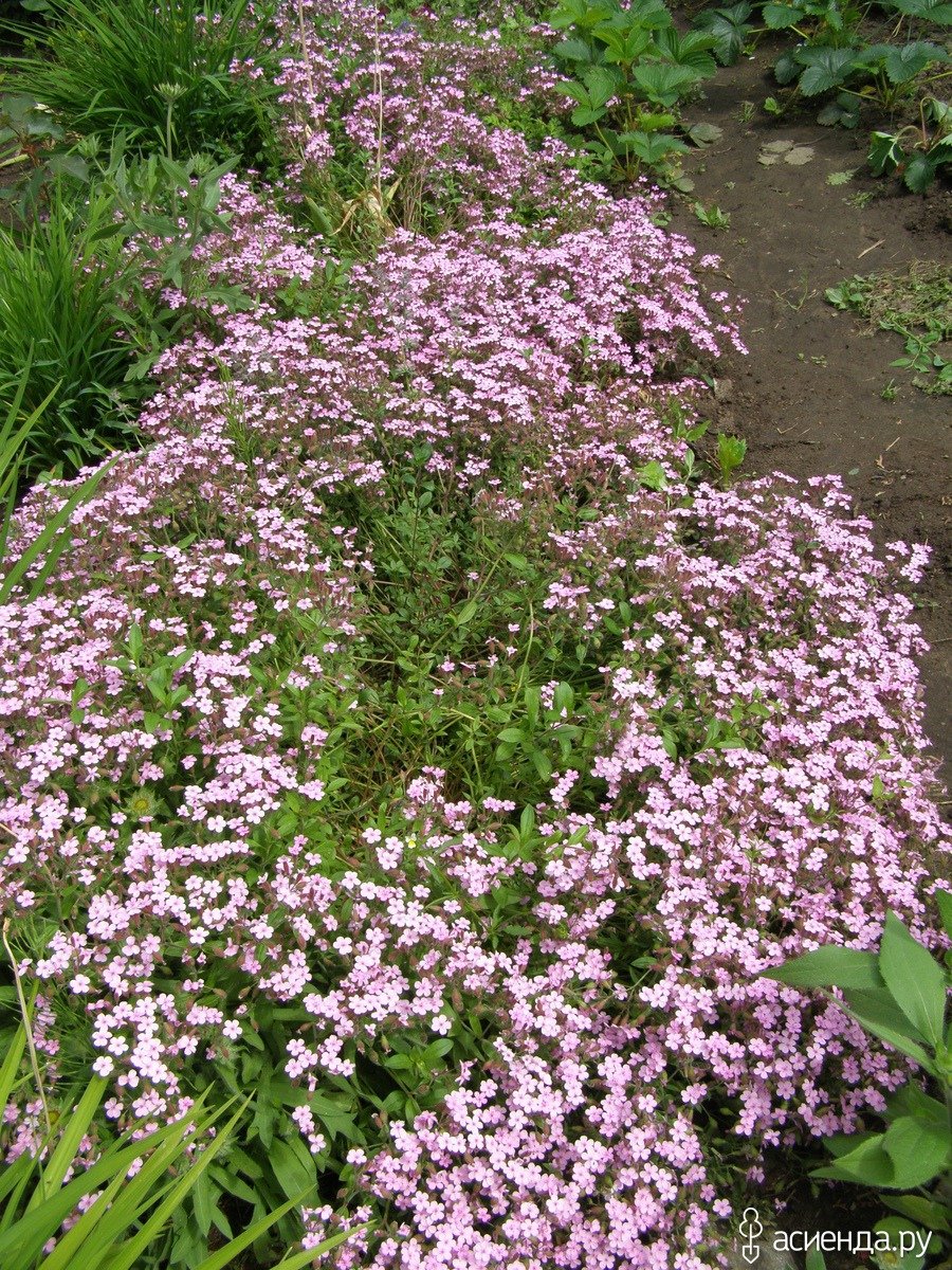 Тимьян ползучий (Thymus serpyllum)