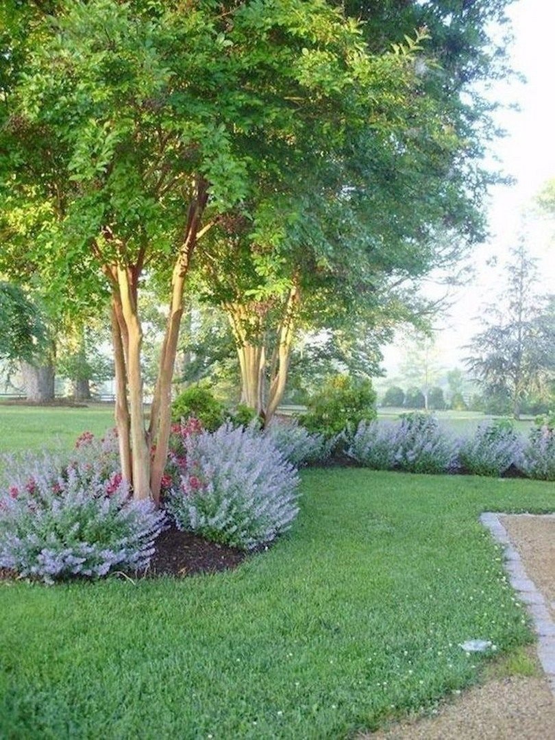 Береза Жакмона (Betula jacquemontii)