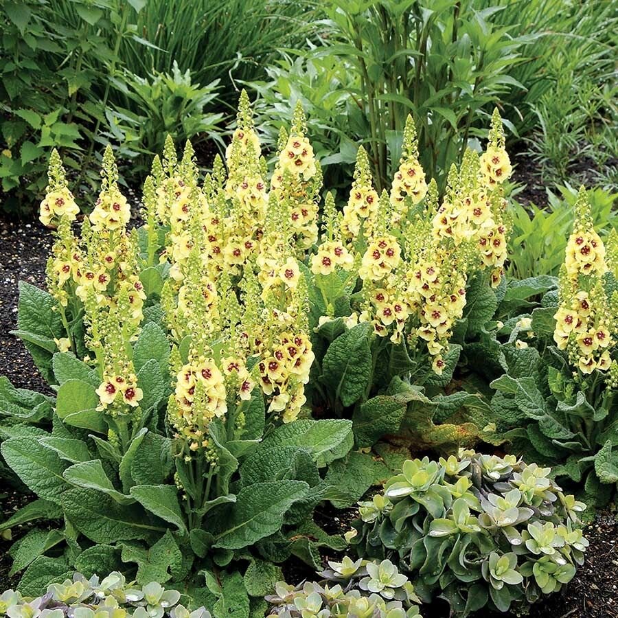 Коровяк фиолетовый (Verbascum phoeniceum)