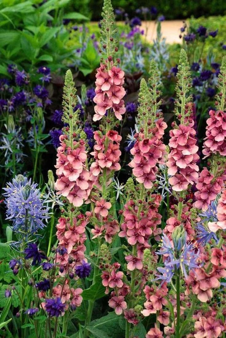 Verbascum bombyciferum