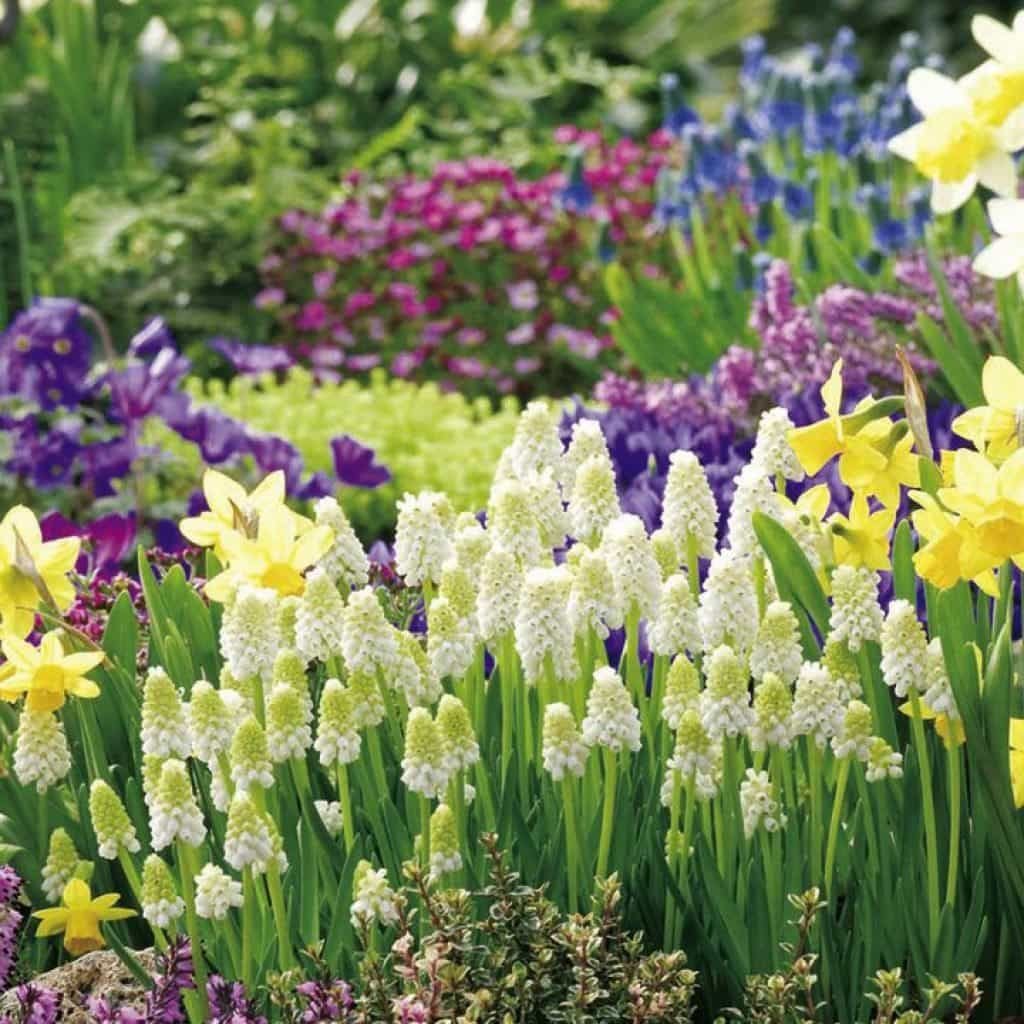 Нарцисс фото цветов на клумбе