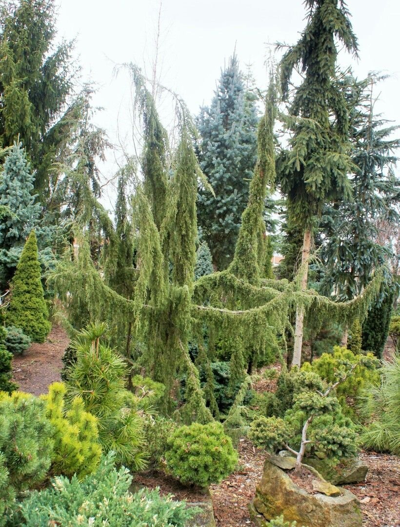 Можжевельник Хорстманн