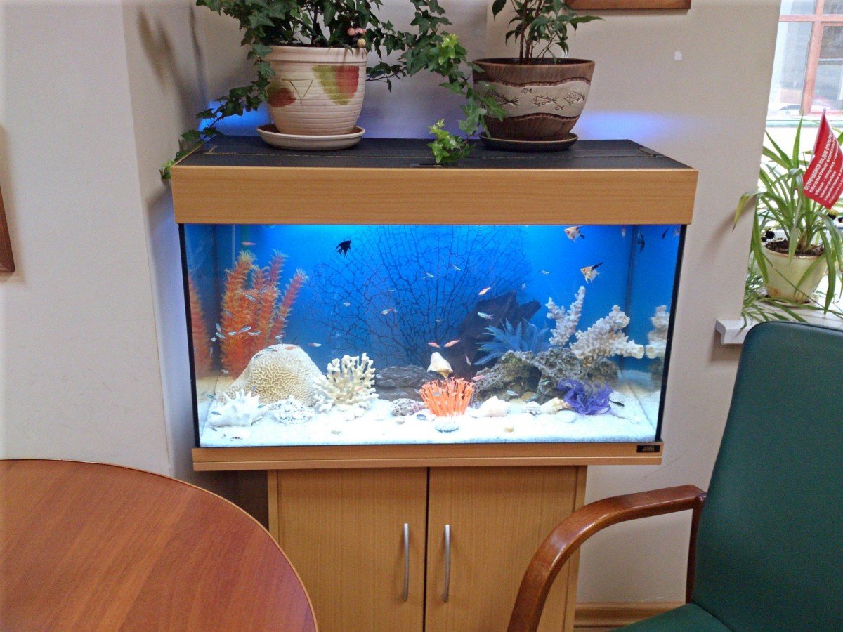 Маленький офисный аквариум