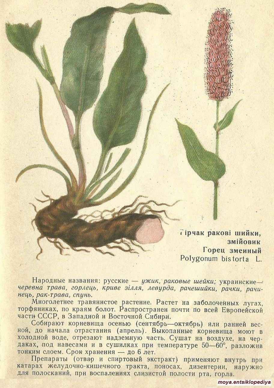 Горец змеиный (Polygonum bistorta)