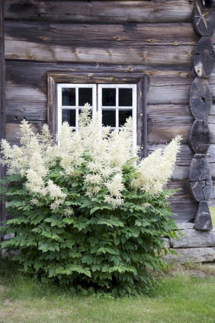 Волжанка китайская Zweiweltenkind