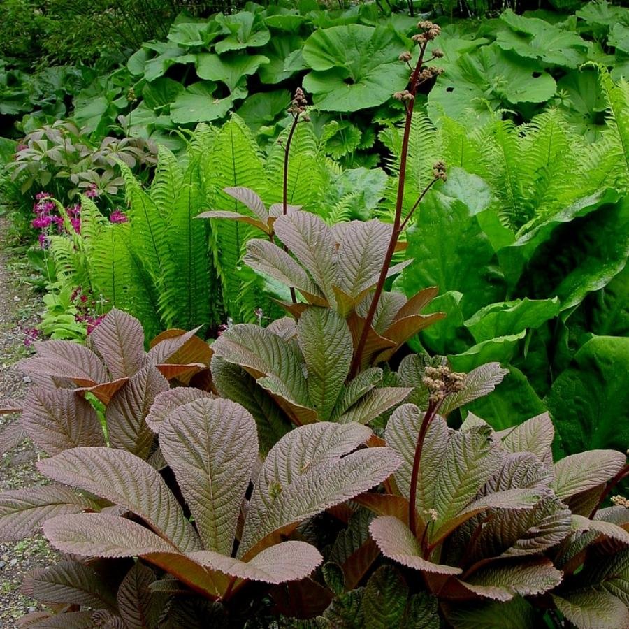Роджерсия каштанолистная aesculifolia