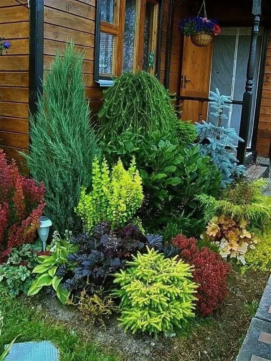 Chamaecyparis pisifera Boulevard