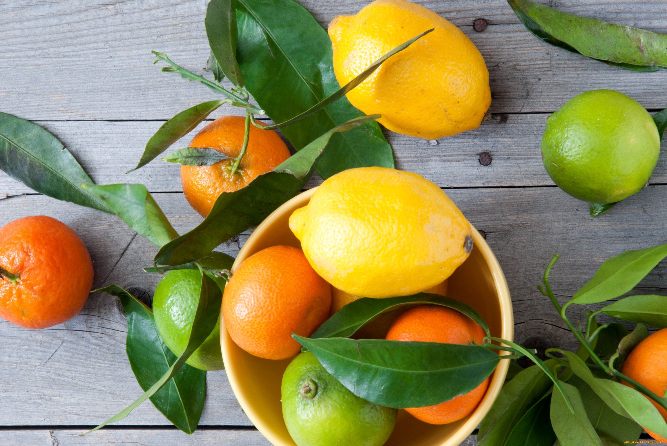 День апельсинов и лимонов картинки. Мандарин Танжерин зеленый. Мандарин померанец. Лимонный цитрус. Субтропические цитрусовые.
