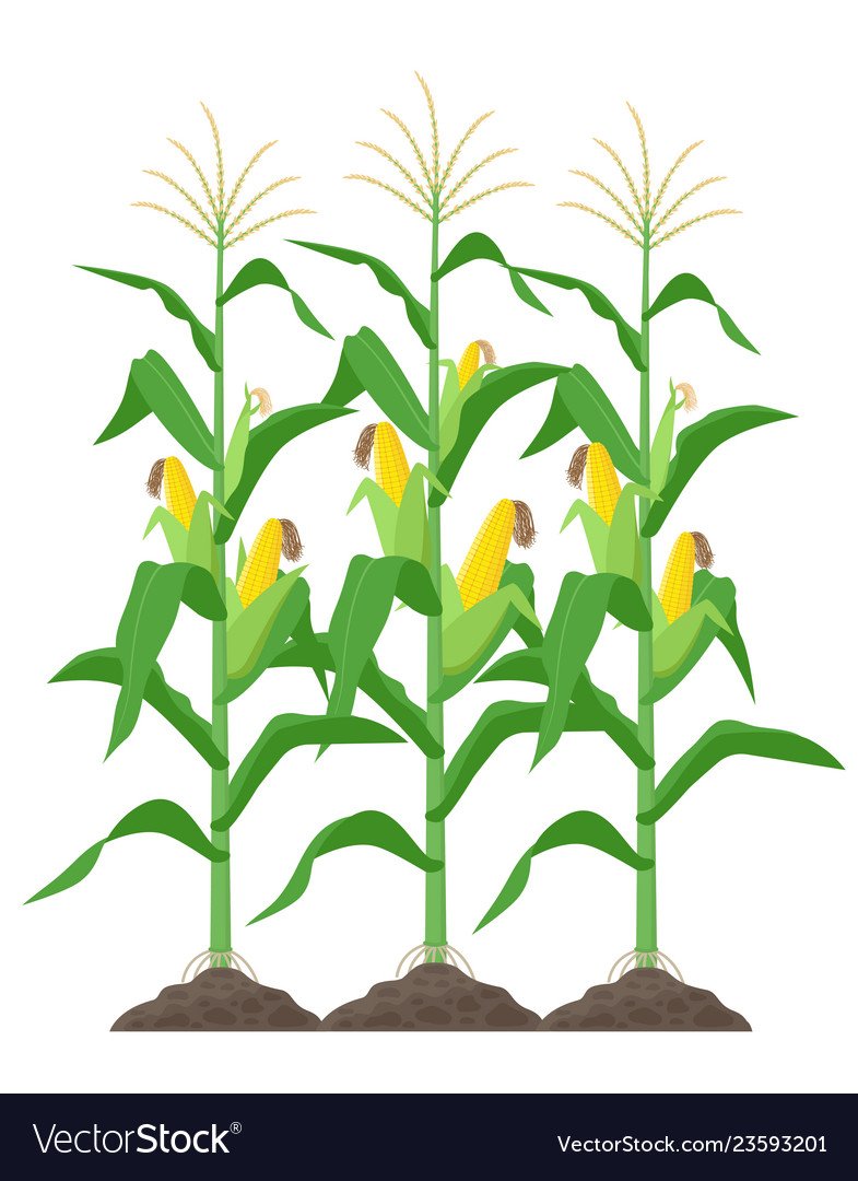 Плантации кукурузы