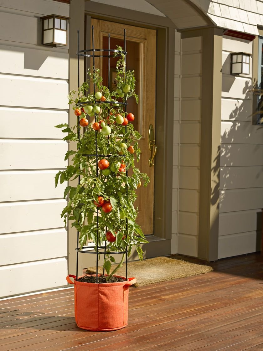 Выращивание помидоров в горшках. Томат ампельный балконный. Ампельные томаты черри. Балконные помидоры черри. Томат комнатный Минибел.