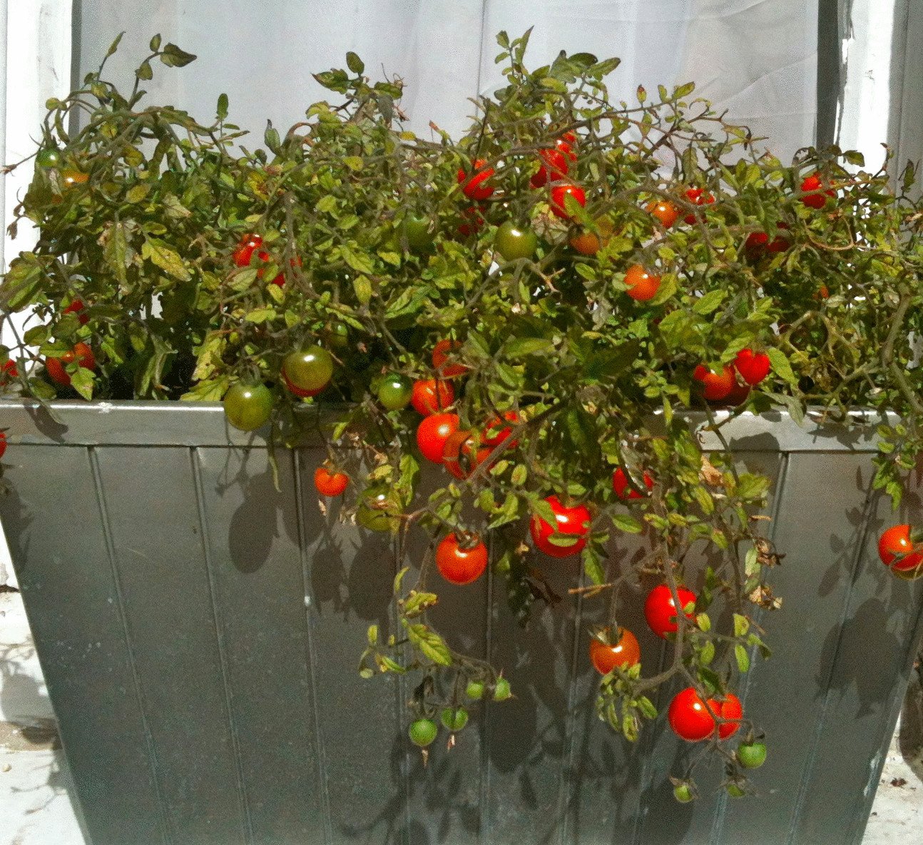 Выращивание помидоров в горшках. Черри балконное чудо. Балконные томаты черри. Томат черри балконное чудо. Томат ампельный балконный.