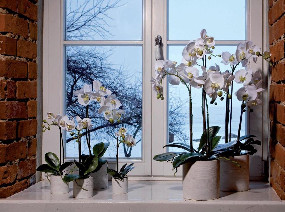 Орхидеи в горшках на подоконнике. Цветы на подоконнике. Подоконник с цветами. Цветок в горшке на окне. Комнатные растения на окне.
