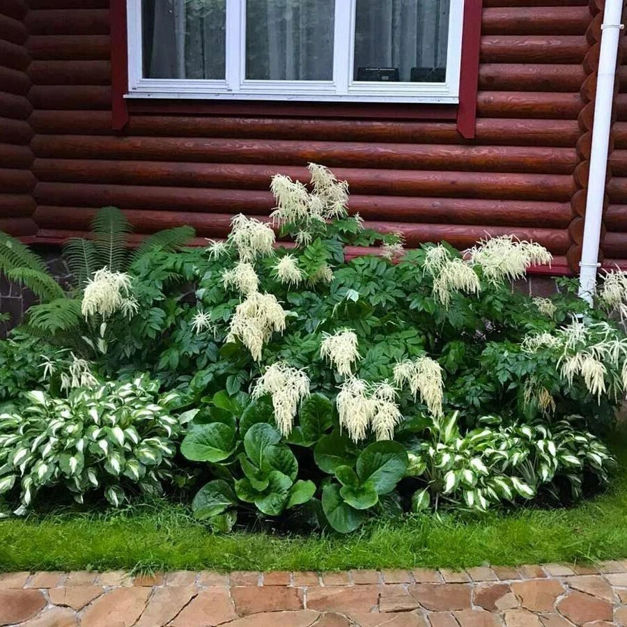 Альпийская горка миксбордер Хоста