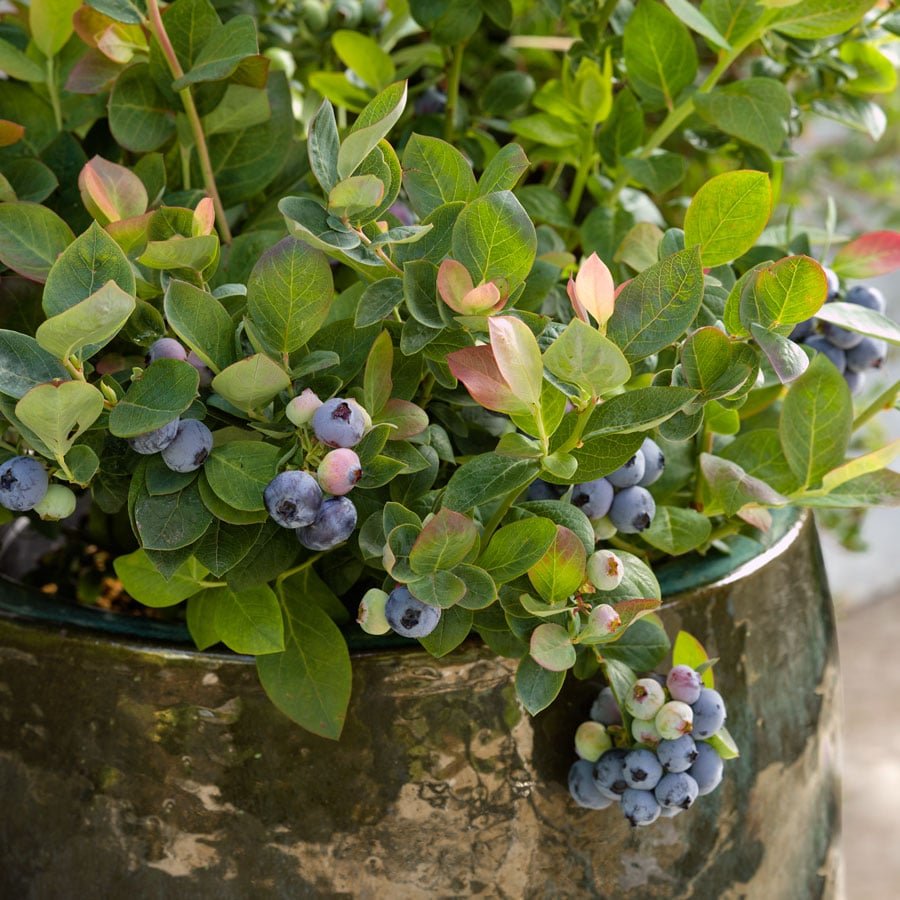 Growing Blueberries in Pots