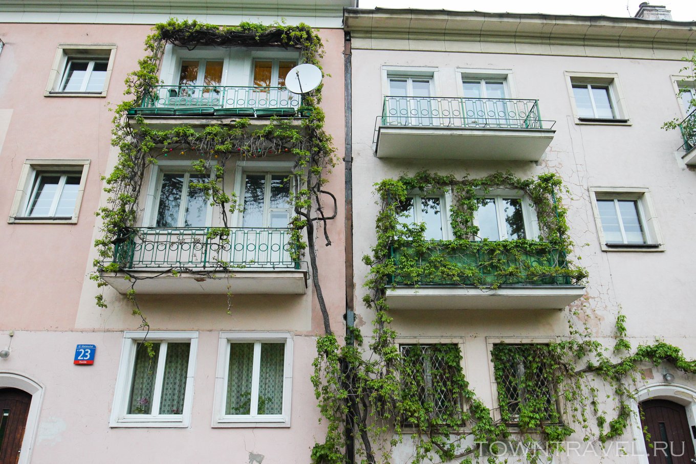 Плющ на балконе. Вьюны на балконе. Плющ балконный. Растения вьюны для балкона.