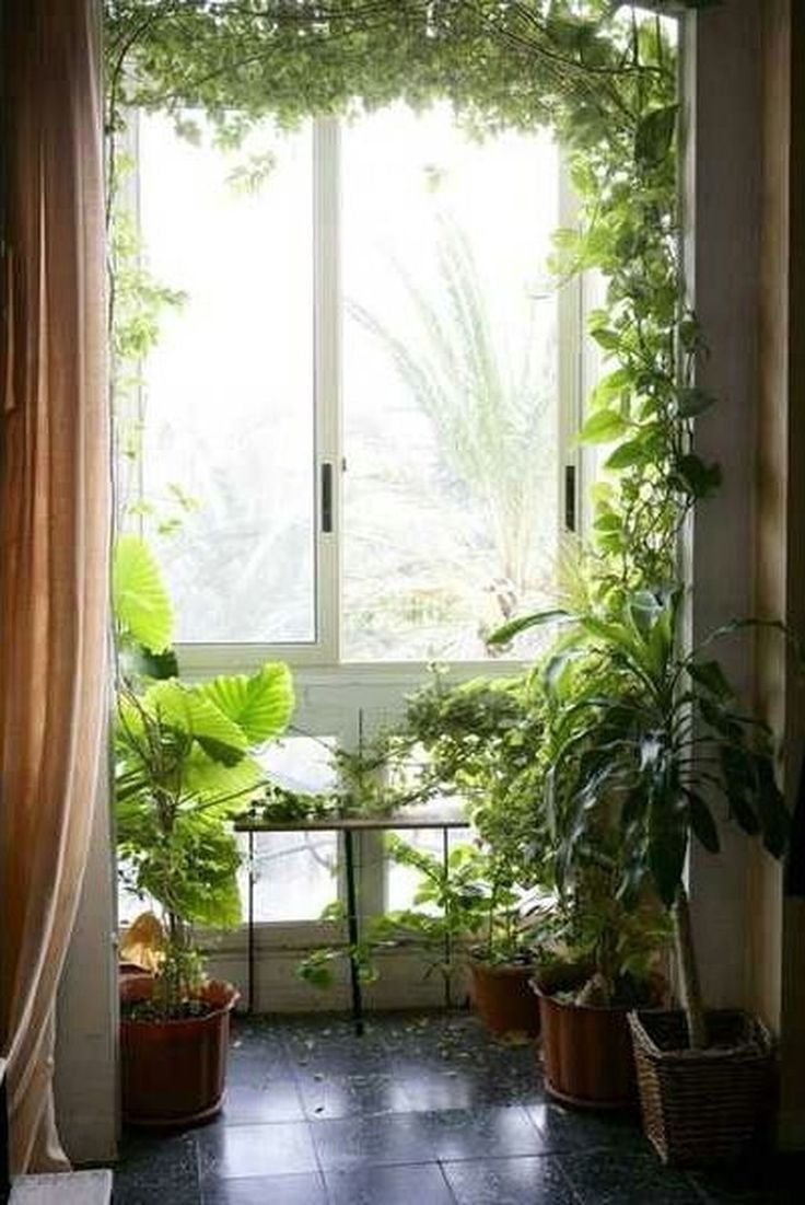 Окно с комнатными цветами