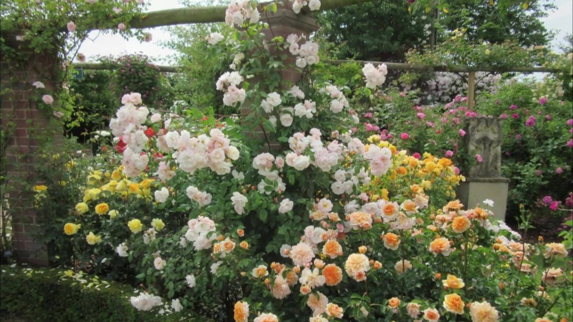 Розарий в саду Дэвида Остина