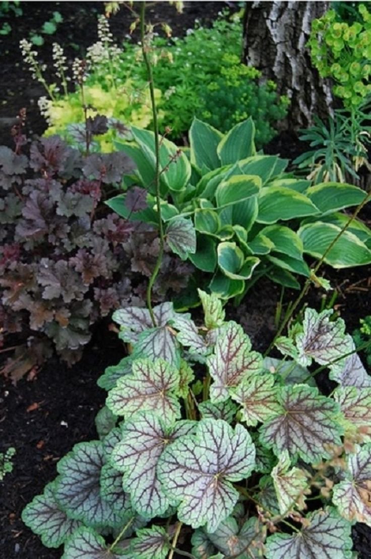 Гейхера Heuchera Sashay