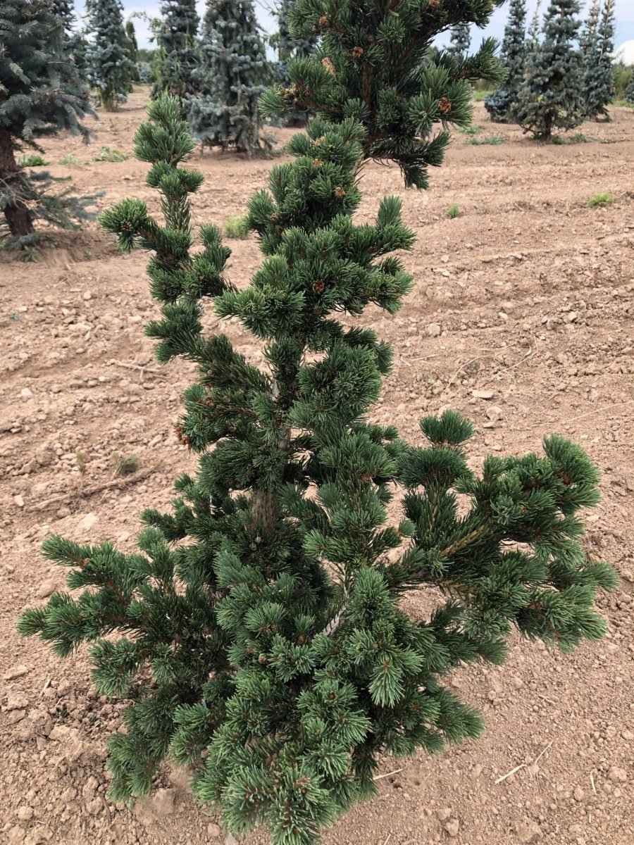 Ель колючая (Picea pungens Lucky Strike