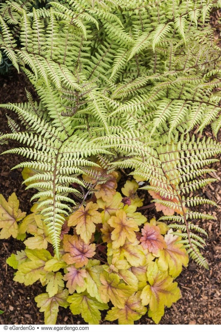 Athyrium Silver Falls