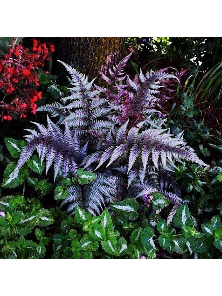Кочедыжник ниппонский (сорт 'Burgundy Lace')