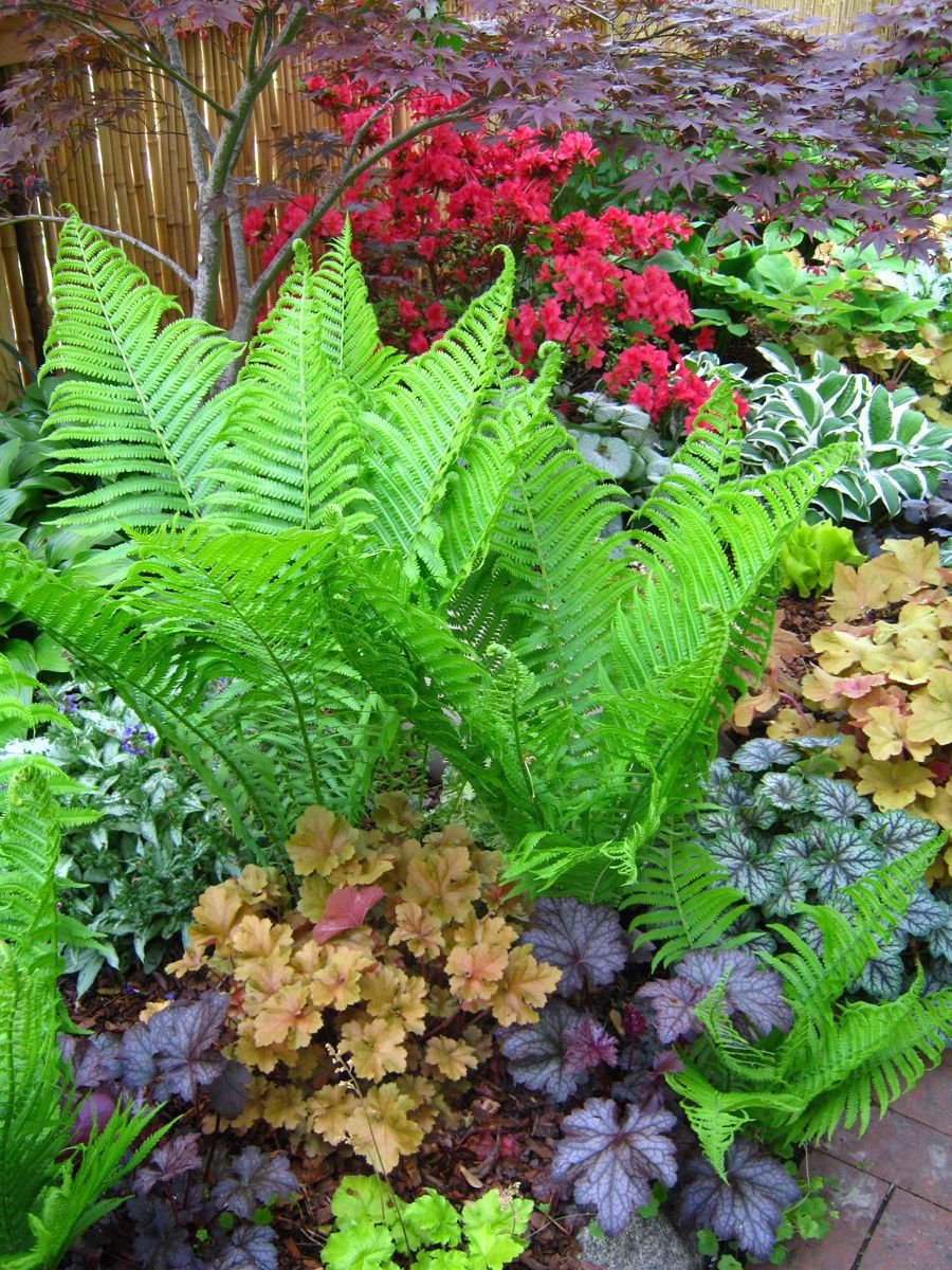 Страусник Восточный Matteuccia orientalis