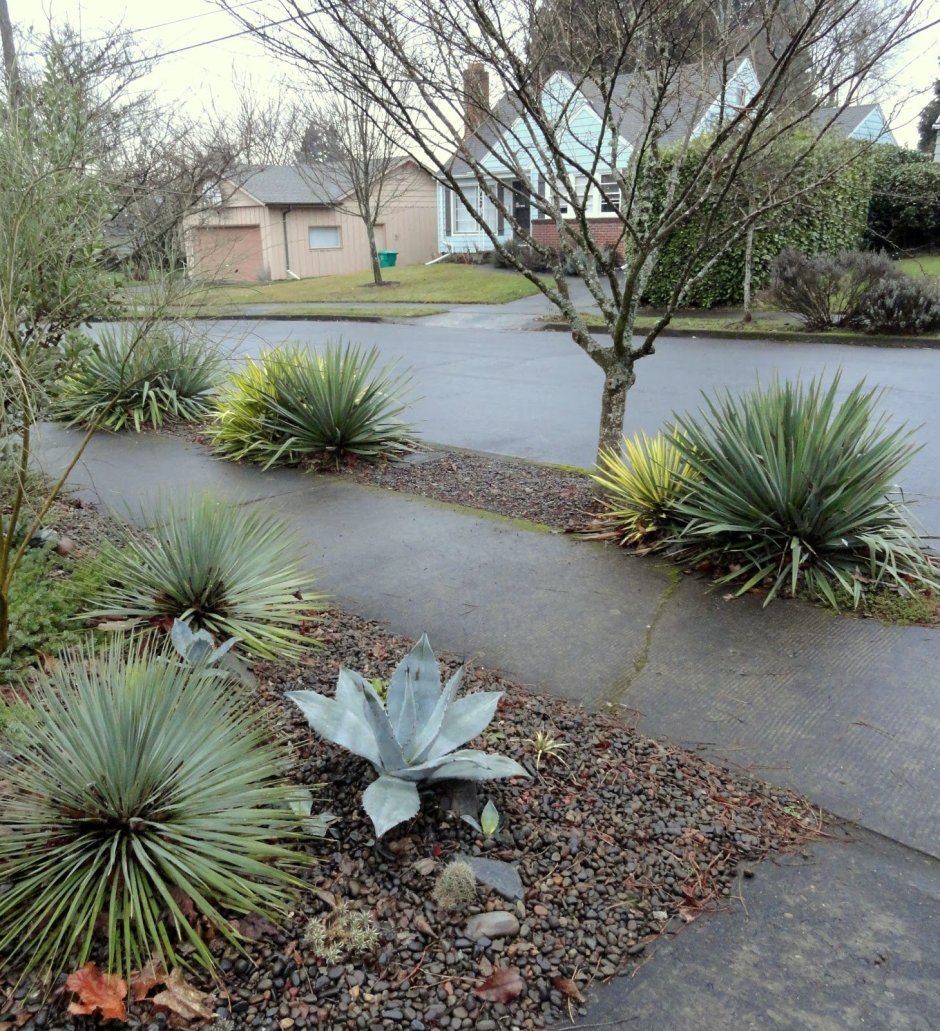 Yucca and Cactus Garden