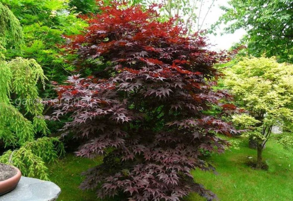 Клен palmatum Bloodgood