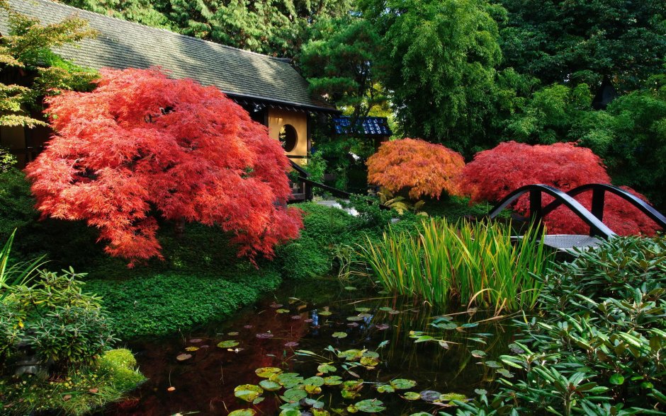 Acer palmatum Atropurpureum