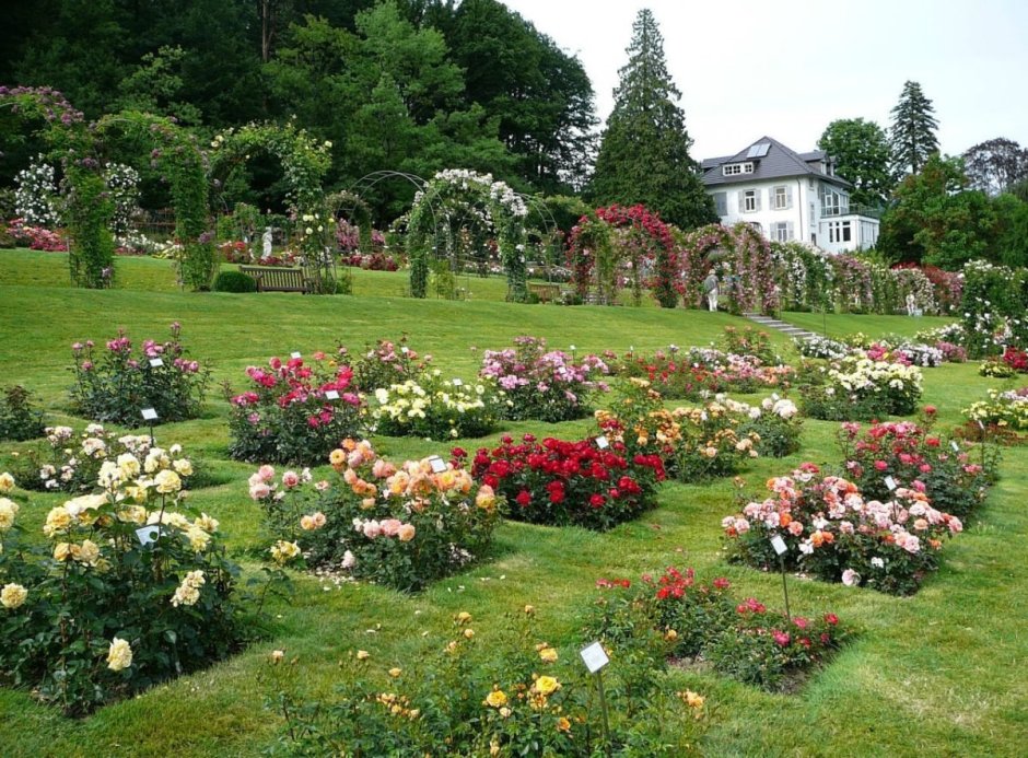Розовый сад гённеранлаге