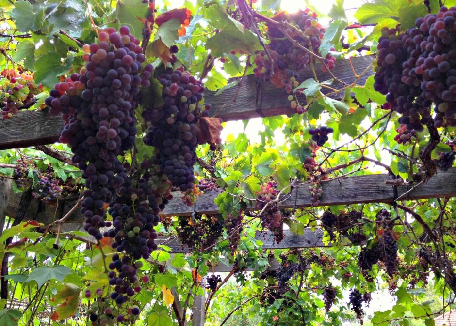 Виноград на перголе в Италии