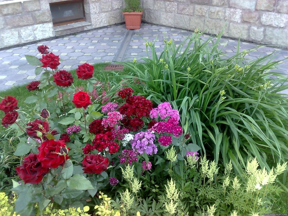 Гвоздика травянка (Dianthus deltoides)