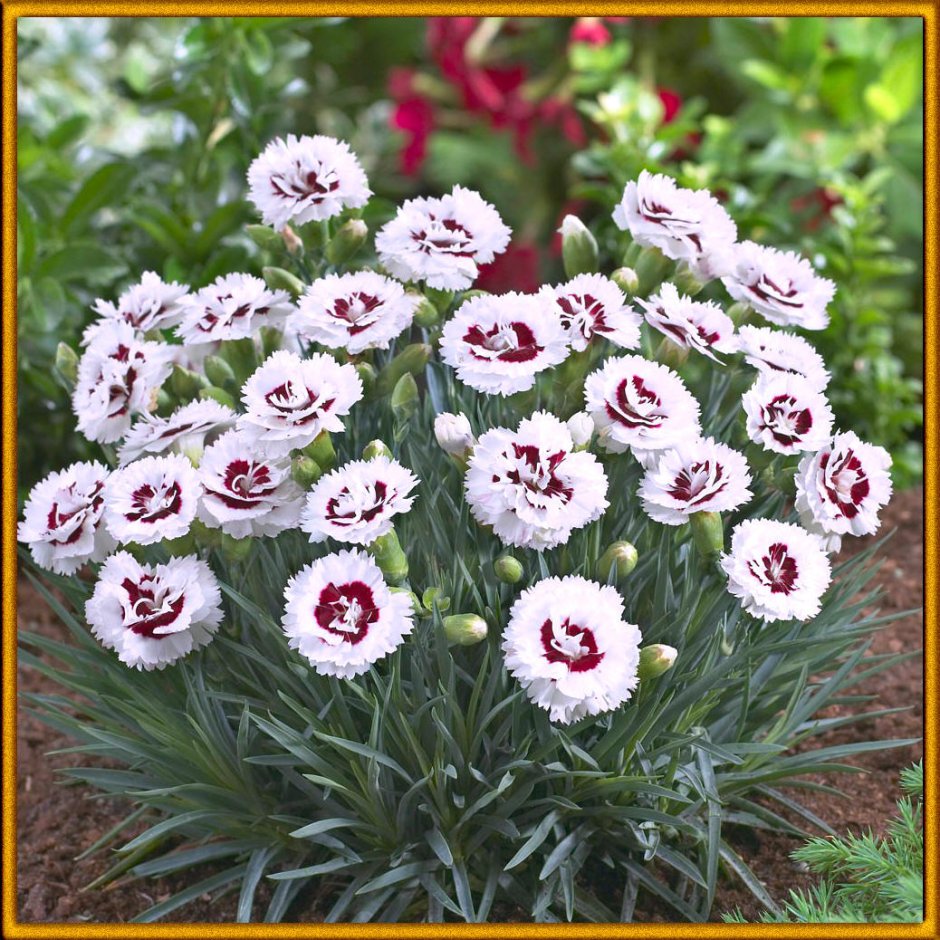 Садовая гвоздика (Dianthus caryophyllus)